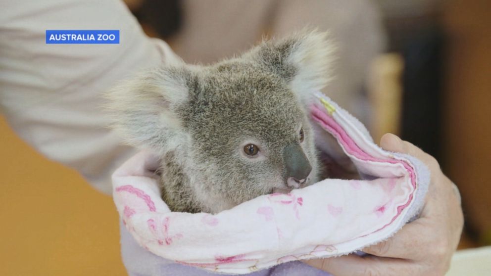 Lonely Baby Koala Finds Comfort In Plush Toy After Losing Mother To Car Accident Abc News