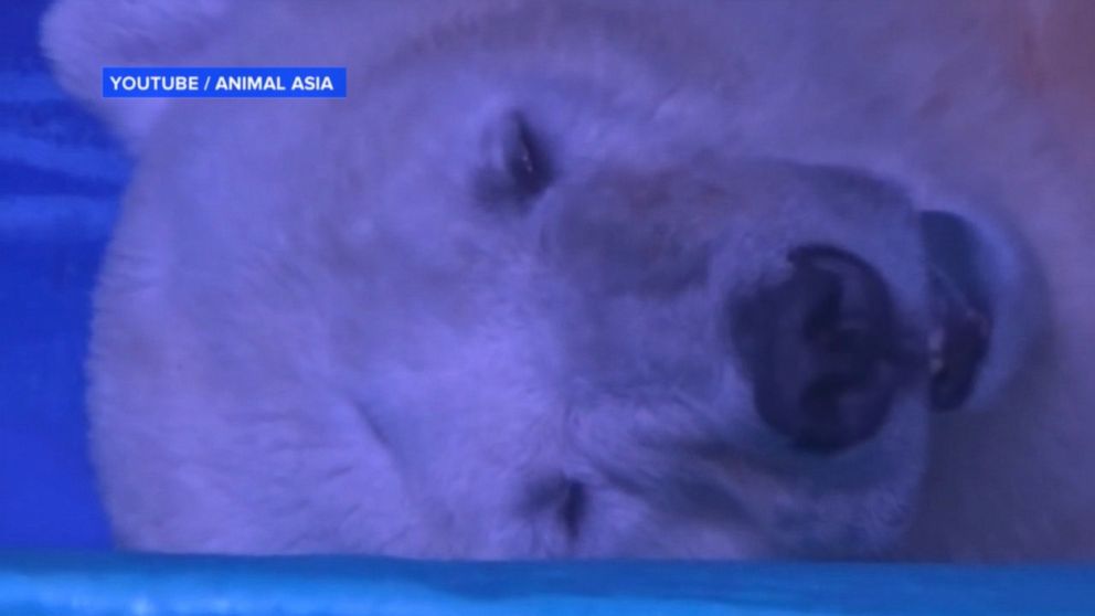 Video Meet the Saddest Polar Bear in the World - ABC News