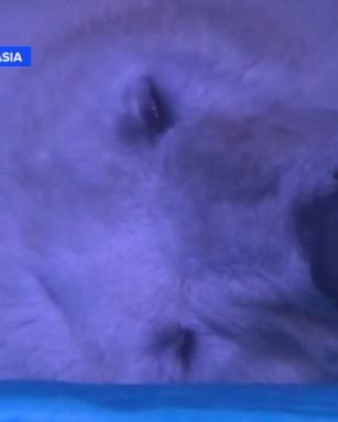 The Yorkshire Wildlife Park in Doncaster, England, has offered a new home for the world's "saddest polar bear" living in an aquarium in southern China.