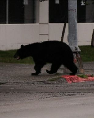 A bear decided to take a stroll through a neighborhood in Anchorage, Alaska.