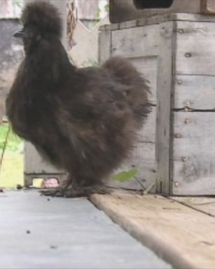 A West Virginia woman's "silky black hen" has been getting a lot of attention for her antics. The bird, it appears, acts and behaves like a dog.