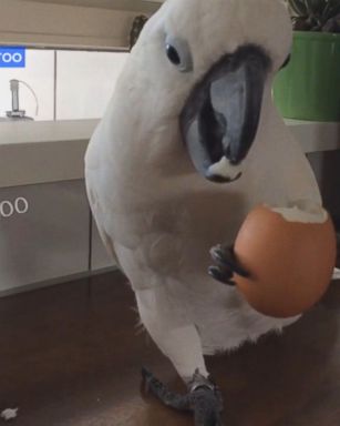 Harley the cockatoo loves eating hard-boiled eggs.