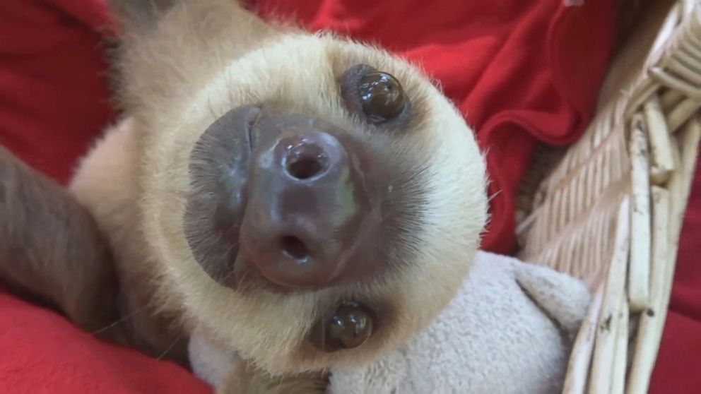 Video Curious Sloth Cautiously Investigates Camera Abc News