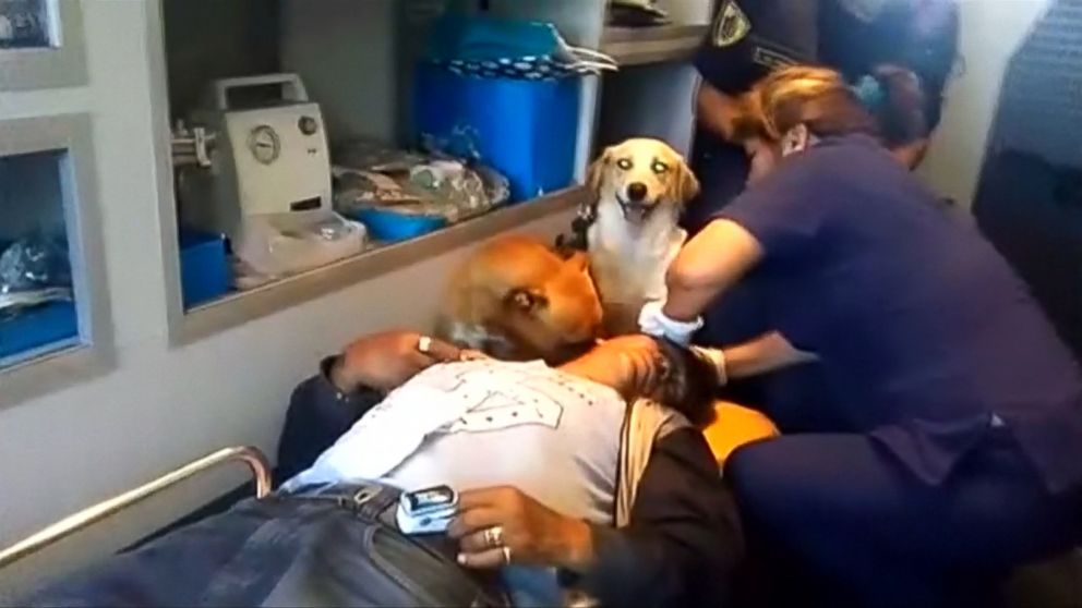 Dogs Refuse To Leave Owner S Side In Emergency Room