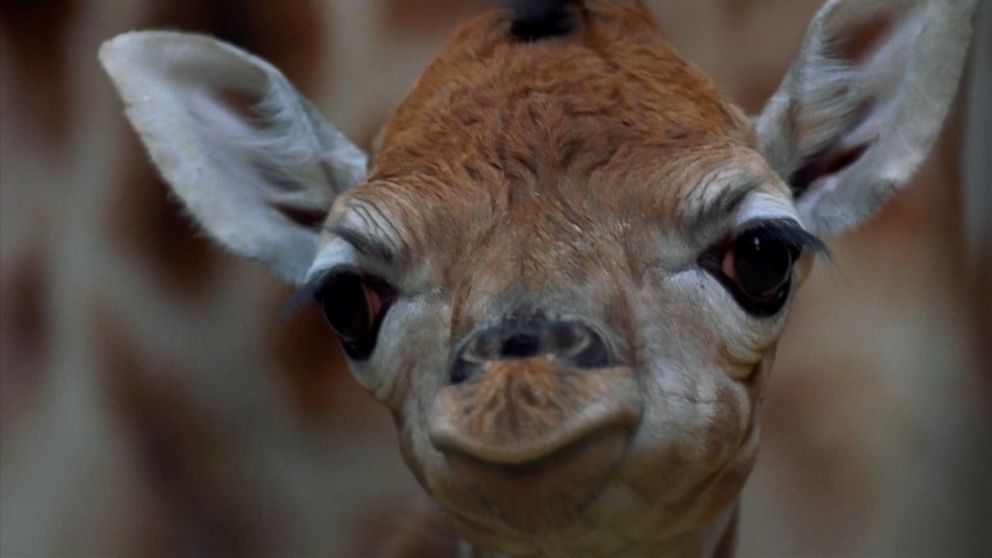 giraffe born at chester zoo