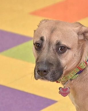 The family said they had been sleeping when a fire broke out in their home, and if it weren't for their dog named Jack, they might not have woken up in time to escape.