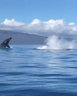 Incredible sight caught on camera as two whales breach the surface of the ocean in Maui.