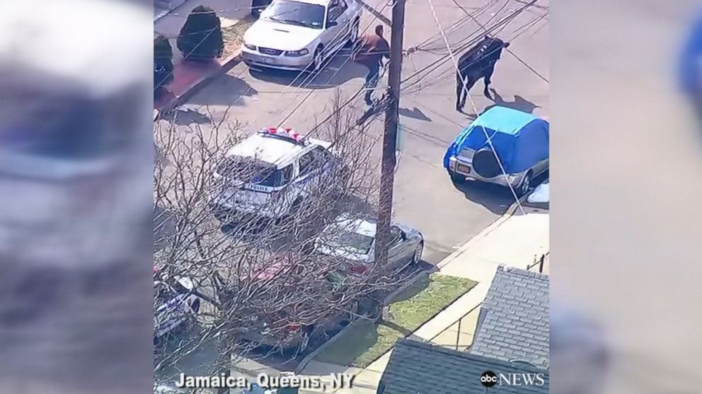 Police chased a runaway bull who was milking his 15 seconds of fame in Jamaica, Queens, New York.