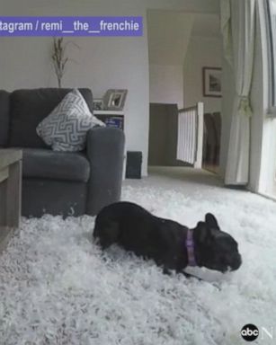 French Bulldog tears up living room when his mom leaves him alone to go out to breakfast.