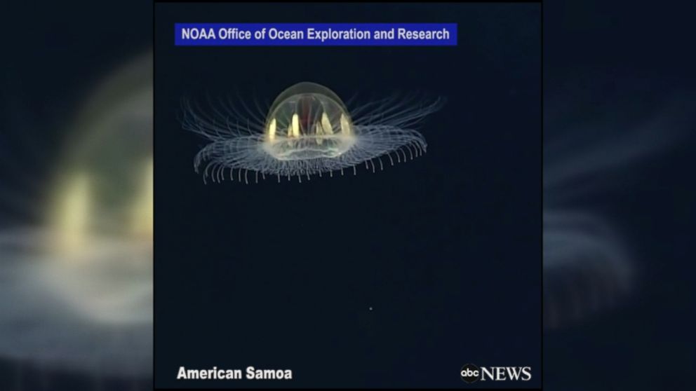 Sub spots UFO-like jellyfish during scientific expedition Video - ABC News