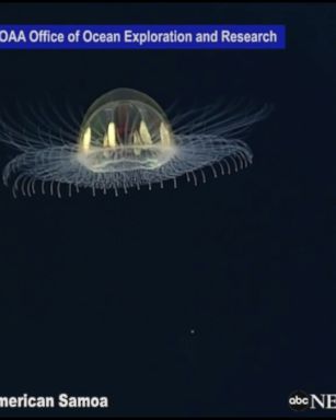 Divers spot stunning, luminous "cosmic" jellyfish during a scientific expedition off the coast of American Samoa.