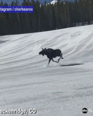 Moose chases group of snowboarders speeding down mountain in Breckenridge, Colorado. "I was more concerned with not falling and being trampled!"