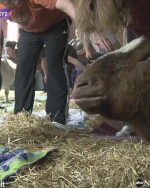 DOWNWARD FACING GOAT: A Detroit-based nonprofit dedicated to urban agriculture has begun offering "goat yoga" classes as a fundraiser.