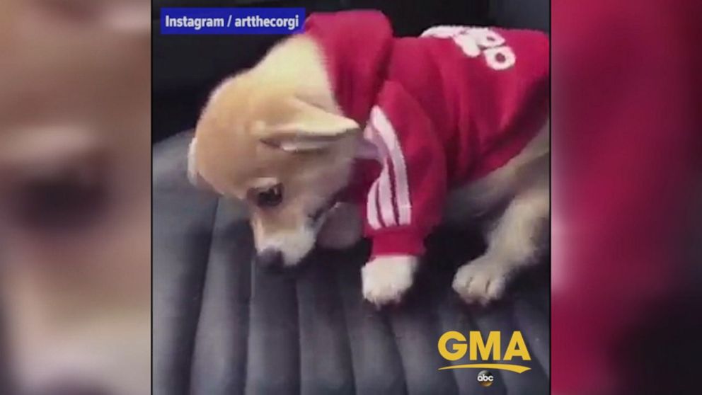 chihuahua adidas hoodie