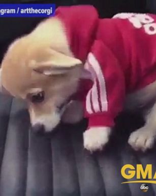 This Corgi, wearing a hoodie and trying to dig a hole in a car seat, is the best thing you'll see today.