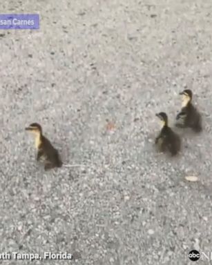 Watch as an adorable family of ducklings is rescued by a Tampa police officer from a storm drain in Florida.