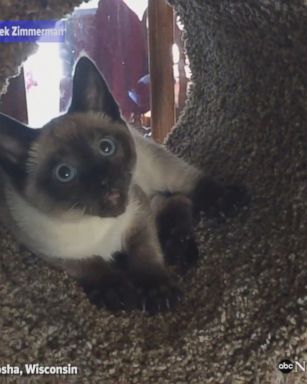 Curious cat in Kenosha, Wisconsin, goes crazy for his new toy, his scratching post.