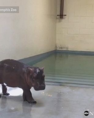 The Memphis Zoo welcomed a new addition to their family, an adorable, 76-pound baby hippo. The Zoo is having a contest to name the baby girl hippo.