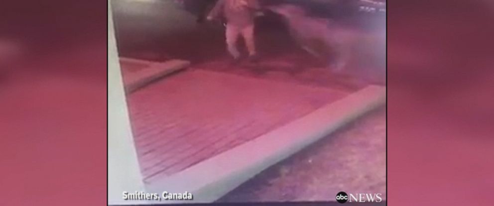 Oh, deer: Canadian man tackled by deer - ABC News