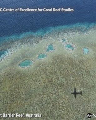 Scientists with Australia's ARC Centre of Excellence for Coral Reef Studies said on Monday they had recorded "severe coral bleaching across huge tracts of the Great Barrier reef."