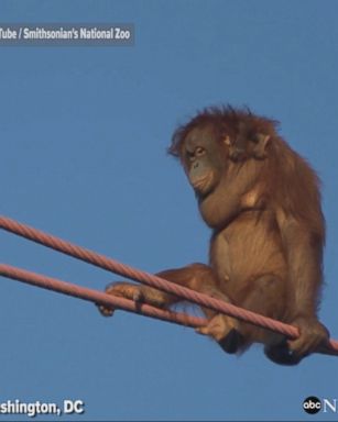 Seven-month-old Redd, a Bornean orangutan at the Smithsonian National Zoo, clung to his mother, Batang, as she climbed across a 50-foot-high suspended cable.