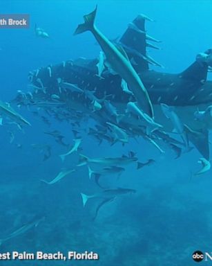 Mesmerizing video shows massive whale shark, the largest species of fish known to man, gliding past divers off of West Palm Beach, Florida.