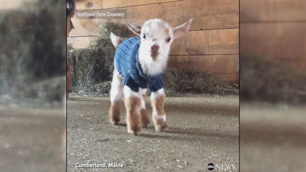 baby goats in sweaters