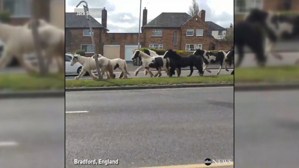 video-horses-on-the-loose-gallop-down-street-in-england-abc-news