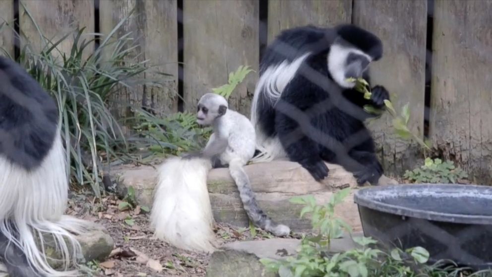 Monkeys looking like lions: Moscow Zoo has now its first rare