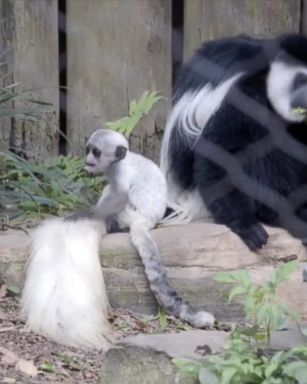 VIDEO: Visitors to the New Orleans Audubon zoo will now be able to see rare baby colobus monkey. The one-month-old monkey is part of a threatened species.