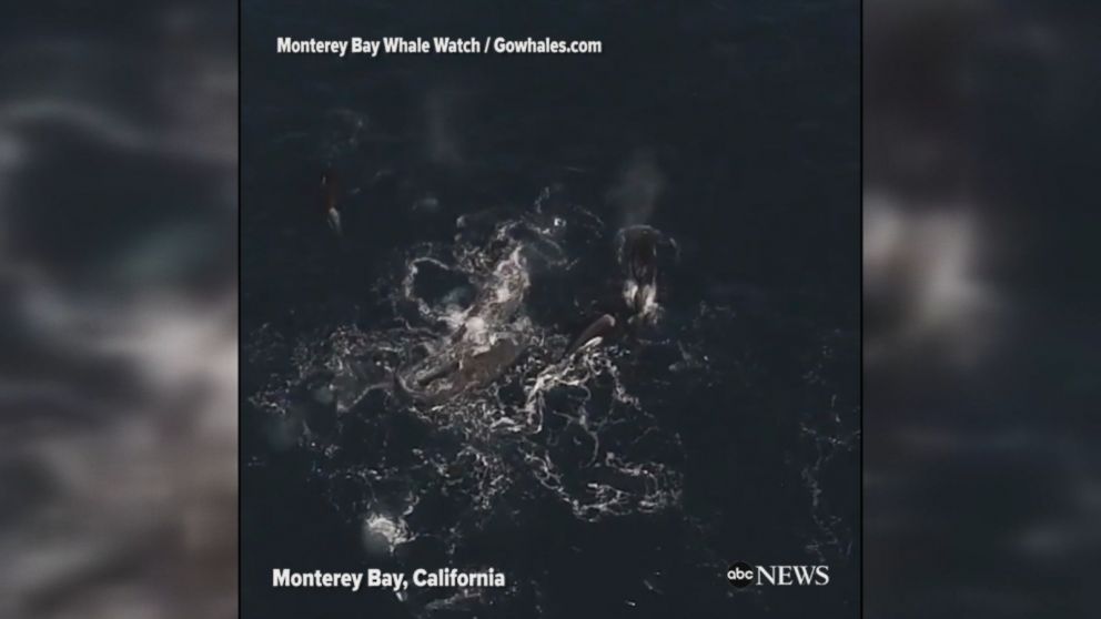 Aerial footage captures a mother gray whale defending her her calf from a group of killer whales in Monterey Bay, California. The calf was hurt, but survived.