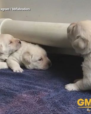 Litter of 3-week-old Labrador puppies learn to howl in the cutest way possible.