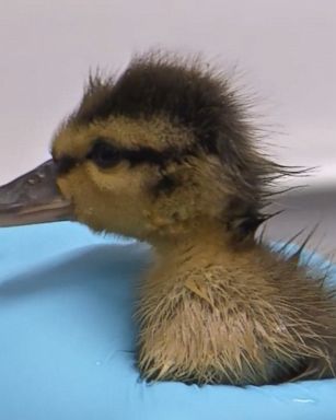 A group of ducklings was rescued from a grease pan found behind a restaurant in West Seneca, New York.