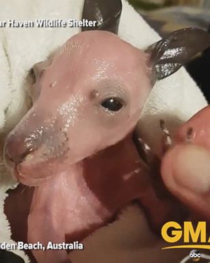 Three-and-a-half-month-old orphaned baby kangaroo Lisa opens her eyes and sees the world.