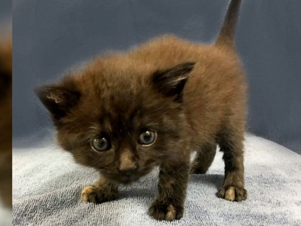 tortoiseshell kitten