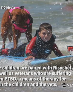 Dog helps children with disabilities and veterans with PTSD learn to surf as a means of therapy.