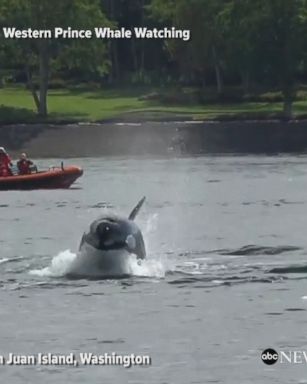 Killer whale teaches her baby how to hunt as the two pursue a sea lion in Washington state.