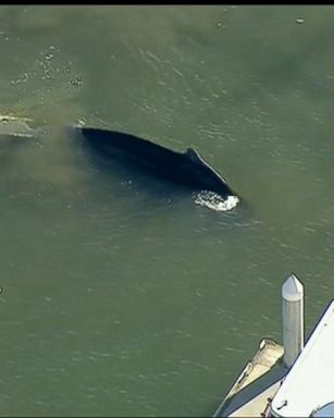 A humpback whale was spotted in the Ventura, California, Harbor Saturday afternoon.