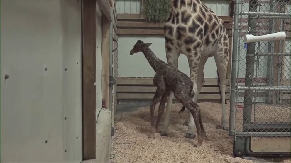 la zoo giraffe baby