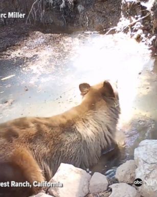 Mama bear and baby bear beat the summer heat in a creek in Forest Ranch, California.