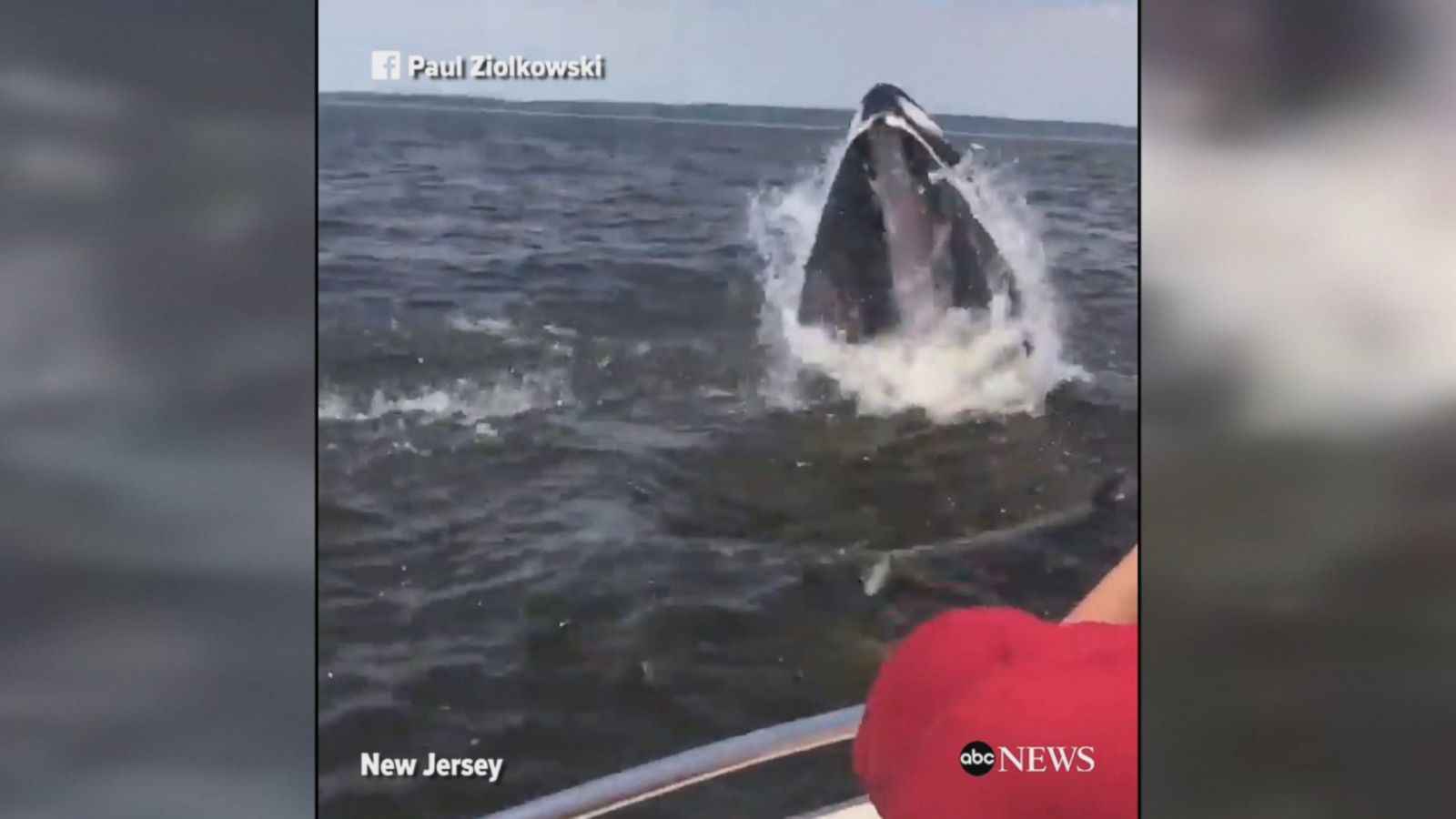 humpback whale breaching video