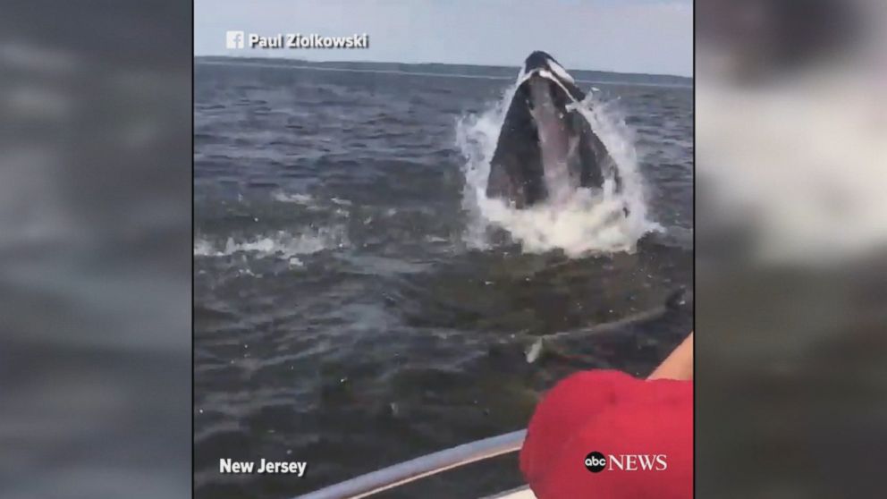 Video shows moment humpback whale breaches next to boat near New Jersey
