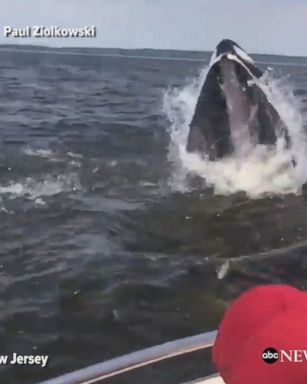 A humpback whale breached the water extremely close to a fishing boat off the coast of New Jersey.