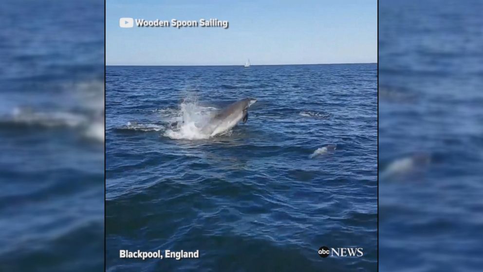 Video Pod of dolphins tail sailboat in England - ABC News