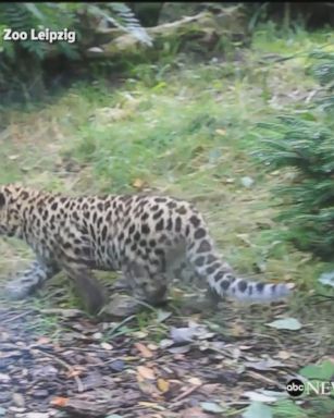 Critically-endangered Amur leopard cubs greeted the public for the first time at the Leipzig Zoo, three months after their birth at the zoo.