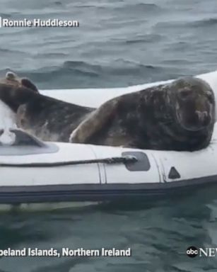 This seal near northern Ireland was not amused when a person disturbed his nap on a boat.