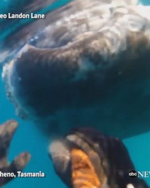 A man diving near Tasmania came across a whale who decided to nudge him a bit.