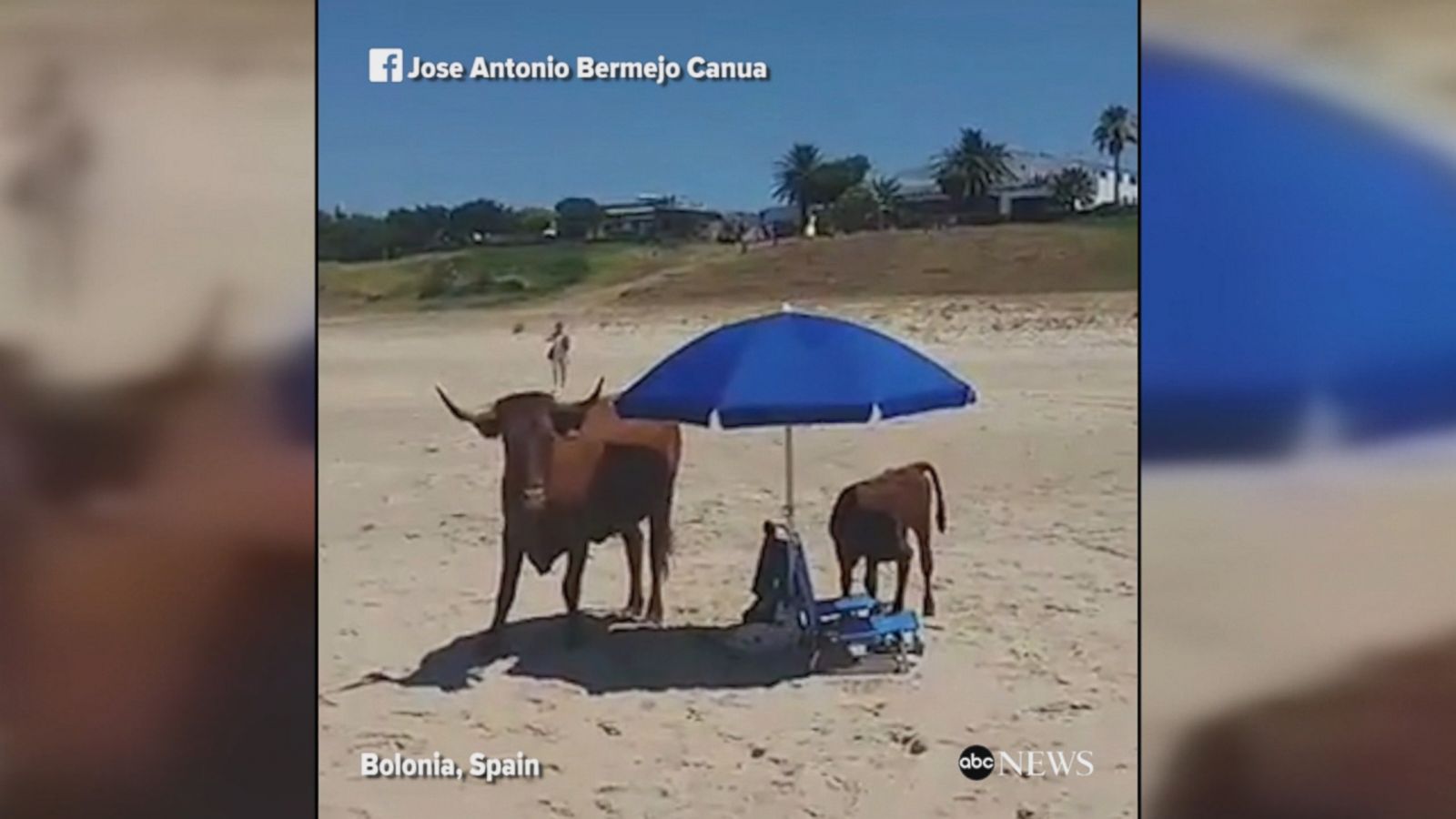 Cow, calf enjoy beach day in Spain - Good Morning America