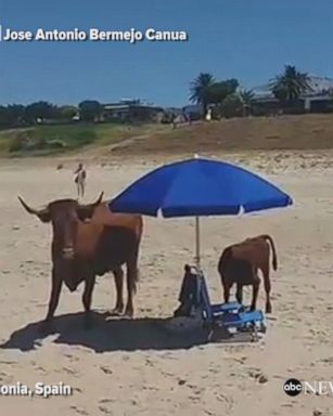  Beachgoers were highly amused when a cow and her calf walked onto the beach in Bologna, Spain, and relaxed in the shade of an umbrella.