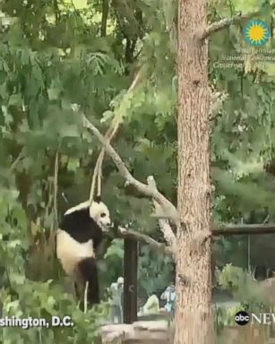 This is how nearly 2-year-old giant panda named Bei Bei spends summer Fridays at the Smithsonian National Zoo.